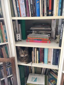 13 gatto in libreria